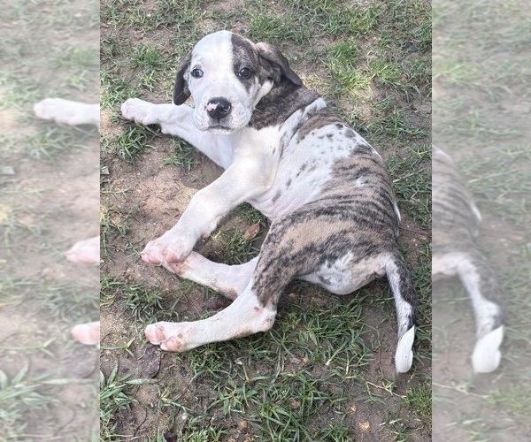 Medium Photo #3 Great Dane Puppy For Sale in CLANTON, AL, USA