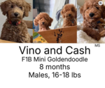 Small Goldendoodle
