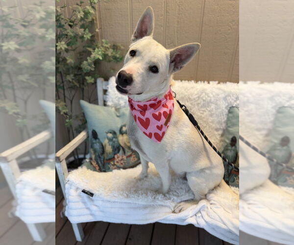 Medium Photo #4 Mutt Puppy For Sale in Oak Bluffs, MA, USA