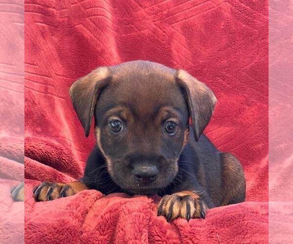 Medium Photo #4 Raggle Puppy For Sale in San Diego, CA, USA