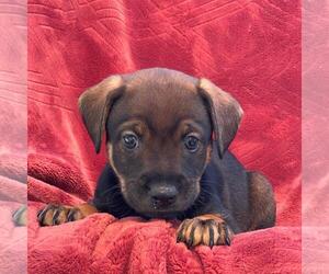Phoenix Pup - Mercury - Female Raggle Dog for Adoption - Photo #4