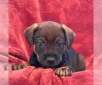 Small Photo #4 Raggle Puppy For Sale in San Diego, CA, USA
