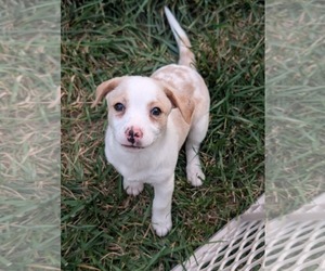 Jack Chi Dogs for adoption in Holly Springs, NC, USA