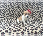 Small #7 Jack Russell Terrier