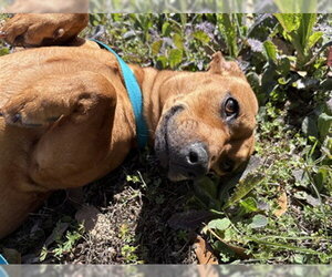 Dachshund-Unknown Mix Dogs for adoption in Temple, TX, USA
