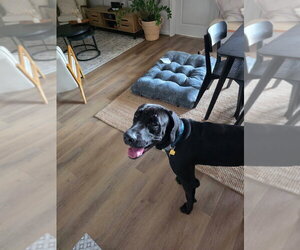 Mr. Bane - Male Great Dane-Unknown Mix Dog for Adoption - Photo #4