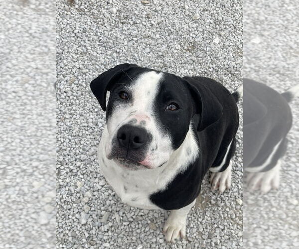 Medium Photo #4 Mutt Puppy For Sale in Bolivar, MO, USA