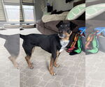 Small #4 Miniature Pinscher Mix