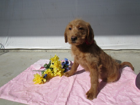 Medium Photo #1 Labradoodle Puppy For Sale in LEO, IN, USA