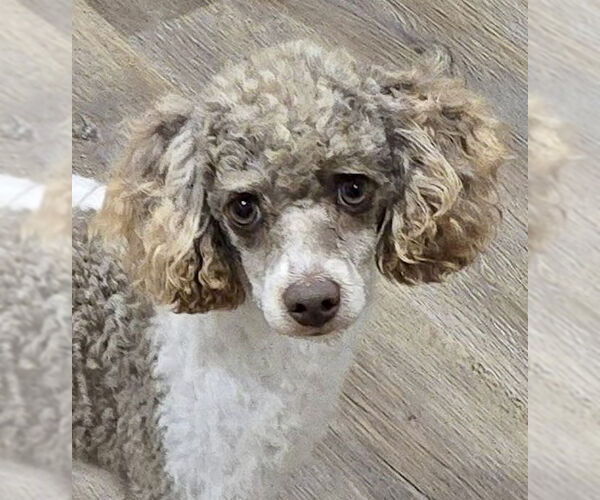 Medium Photo #1 Poodle (Miniature) Puppy For Sale in Lee's Summit, MO, USA