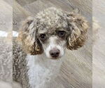 Small Poodle (Miniature)