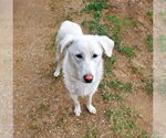 Small #2 Great Pyrenees Mix