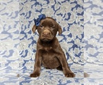 Small Photo #2 Labrador Retriever Puppy For Sale in HOLTWOOD, PA, USA