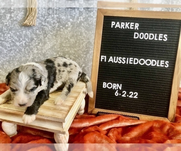 Medium Photo #2 Aussiedoodle Puppy For Sale in CHARLESTON, AR, USA