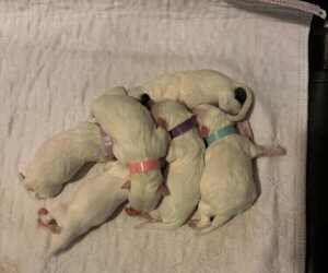 Coton de Tulear Puppy for Sale in TIMBER, Oregon USA