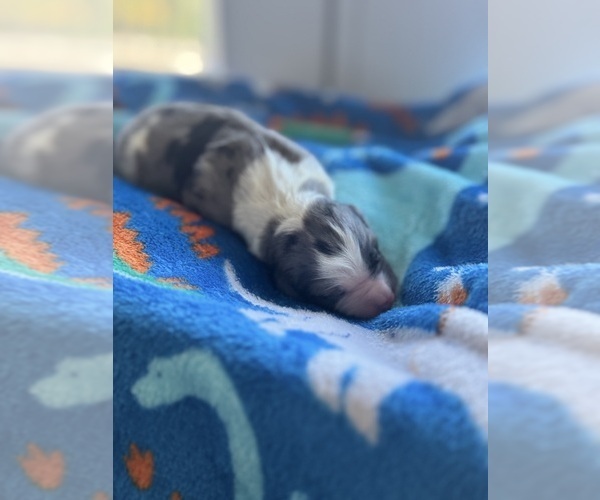 Medium Photo #16 Aussiedoodle-Bernedoodle Mix Puppy For Sale in BELTON, SC, USA