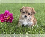 Small #3 Morkie