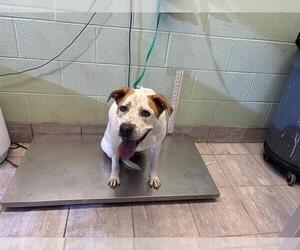 American Staffordshire Terrier-Unknown Mix Dogs for adoption in Grand Prairie, TX, USA