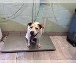 ROSIE - Female American Staffordshire Terrier-Unknown Mix Dog for Adoption - Small photo