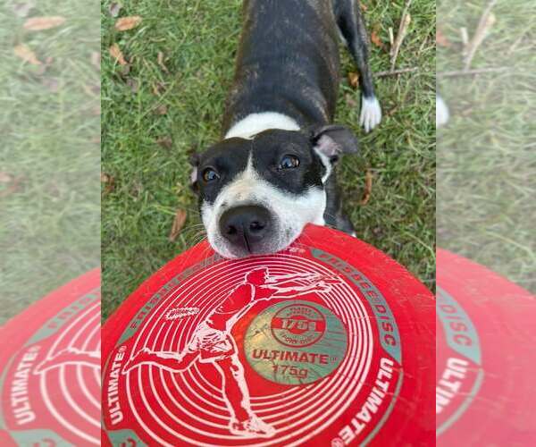 Medium Photo #2 American Pit Bull Terrier-Unknown Mix Puppy For Sale in Holly Springs, NC, USA