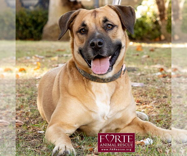 Medium Photo #2 Labrador Retriever-Unknown Mix Puppy For Sale in Marina del Rey, CA, USA