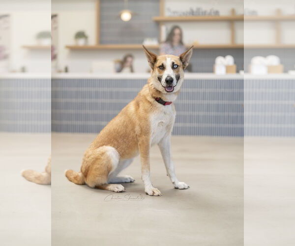 Medium Photo #3 Mutt Puppy For Sale in Marina Del Rey, CA, USA