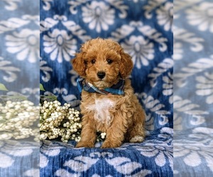 Poodle (Miniature) Puppy for sale in LEOLA, PA, USA