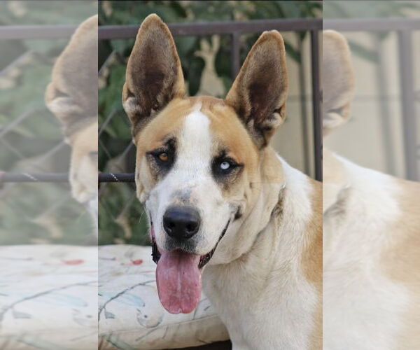 Medium Photo #2 Great Dane-Unknown Mix Puppy For Sale in Los Angeles, CA, USA