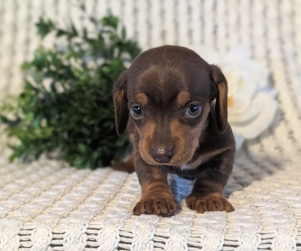 Medium Photo #8 Dachshund Puppy For Sale in GOSHEN, IN, USA