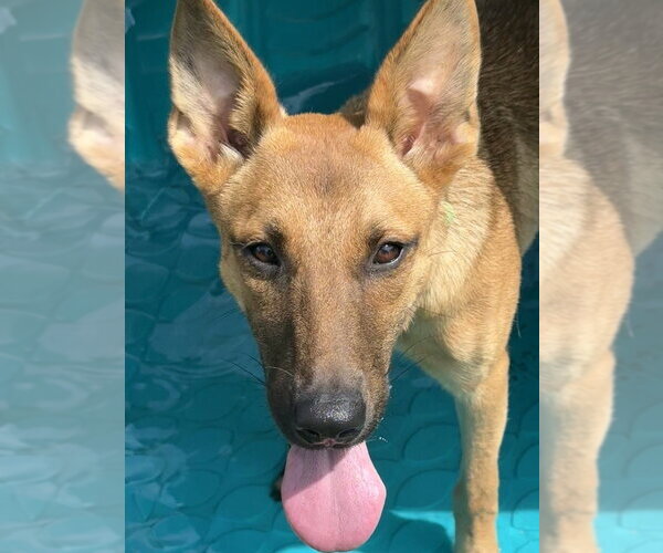 Medium Photo #8 German Shepherd Dog-Unknown Mix Puppy For Sale in San Leon, TX, USA