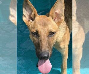 Ainsley - Female German Shepherd Dog-Unknown Mix Dog for Adoption - Photo #8