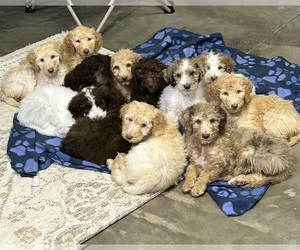 Poodle (Standard) Puppy for Sale in GARDNERVILLE, Nevada USA