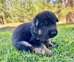 Small Photo #39 German Shepherd Dog Puppy For Sale in MARIPOSA, CA, USA
