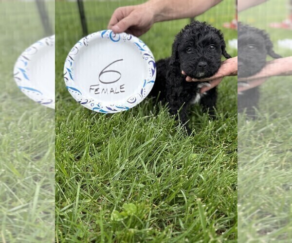 Medium Photo #9 Bernedoodle Puppy For Sale in BROWNSTOWN, IN, USA