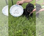 Small #8 Bernedoodle