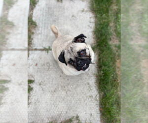 Pug Dogs for adoption in Brights Grove, Ontario, Canada