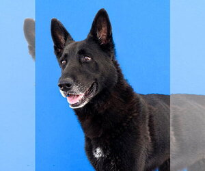 German Shepherd Dog Dogs for adoption in Pasadena, CA, USA