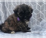 Small Photo #4 Shih-Poo Puppy For Sale in LAKELAND, FL, USA