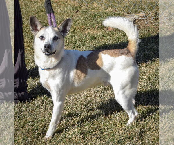 Medium Photo #2 Unknown-pomeranian spitz Mix Puppy For Sale in Huntley, IL, USA