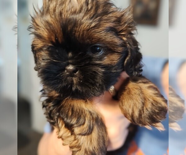 Medium Photo #2 Shih Tzu Puppy For Sale in EAST PEORIA, IL, USA