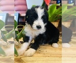 Small #2 Aussiedoodle
