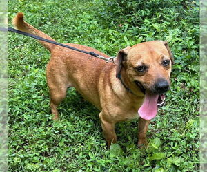 Dachshund-Unknown Mix Dogs for adoption in Roaring River, NC, USA