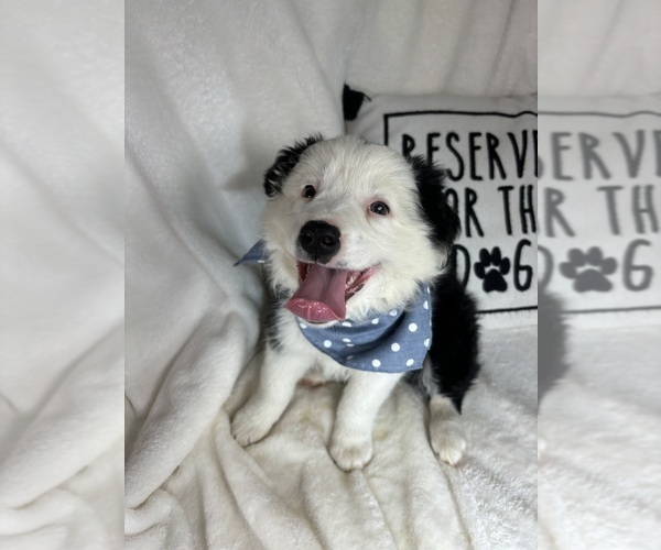 Medium Photo #4 Australian Shepherd Puppy For Sale in GREENFIELD, IN, USA