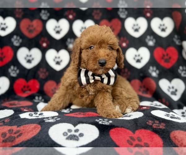 Medium Photo #6 Cavapoo (Miniature) Puppy For Sale in LAKELAND, FL, USA