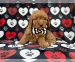 Abe - Male Cavapoo (Miniature) Puppy for Sale - Photo #6