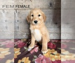 Litter of 4 - Male(s) and Female(s) Golden RetrieverLitter of Puppies for Sale - Photo #7