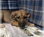 Small German Shepherd Dog