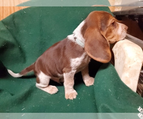 Medium Photo #3 Beagle Puppy For Sale in LINCOLN, TX, USA