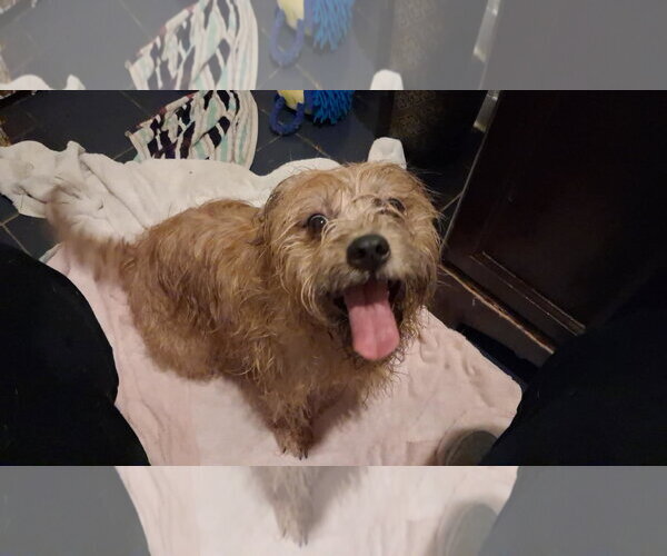 Medium Photo #1 Mutt Puppy For Sale in Hinton, WV, USA