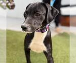 Small #3 Labrador Retriever Mix